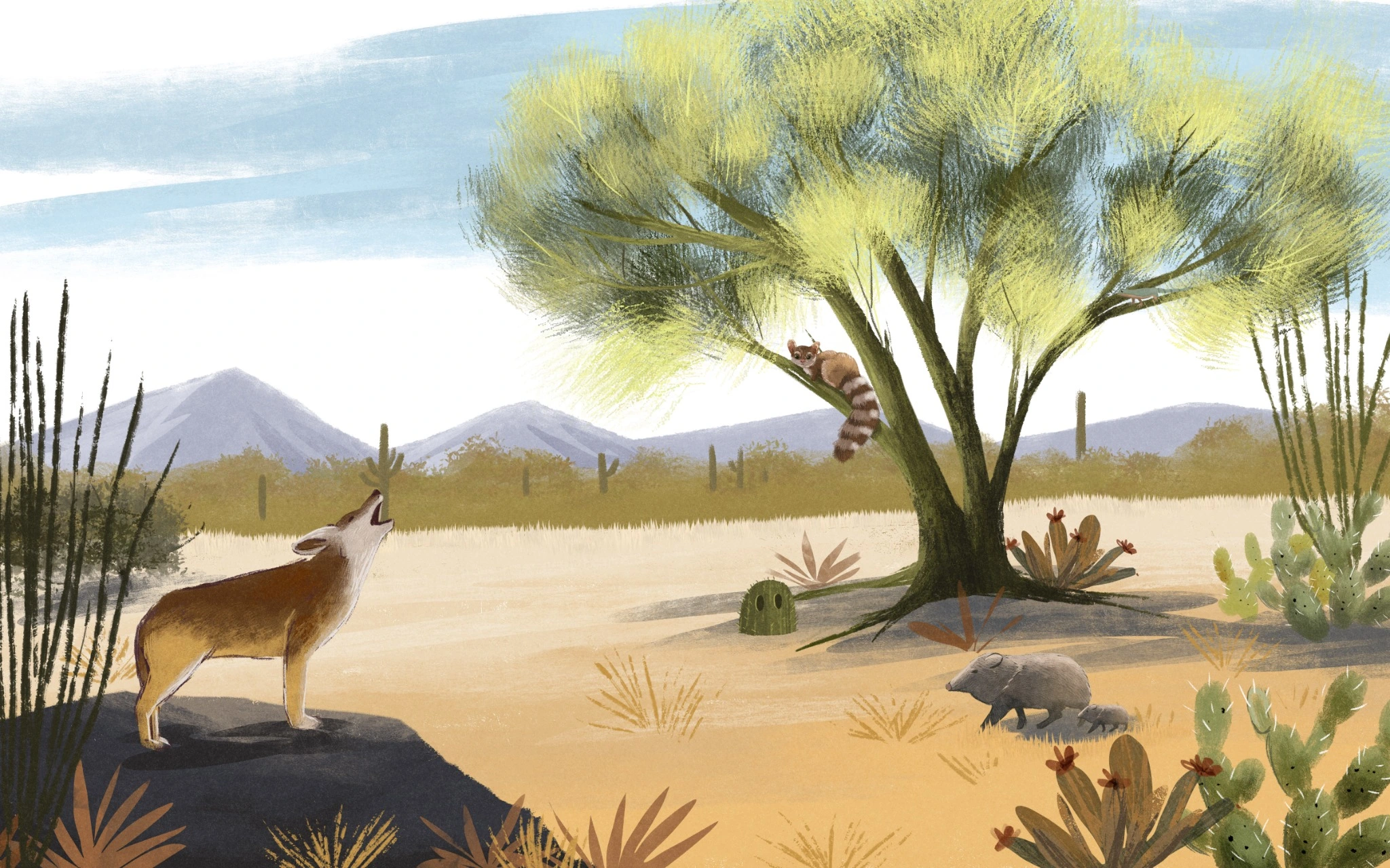 Coyote, ringtail and javelinas around the palo verde tree sheltering the young saguaro